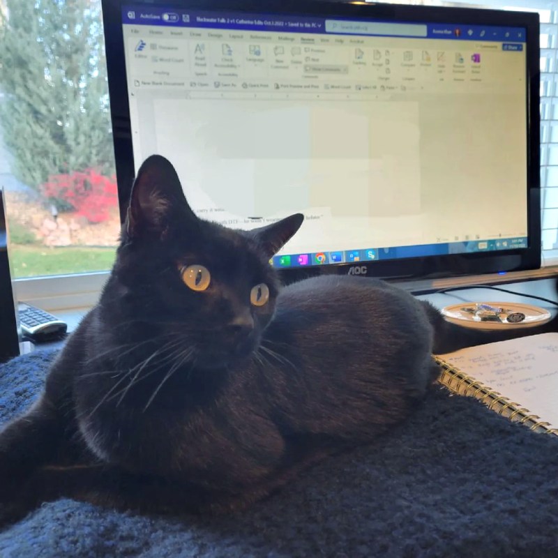cat next to computer, links to Instagram